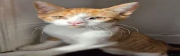 Mixed Breed cats for sale: These are exceptional kittens. - Advert 17