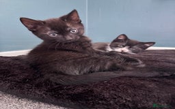 Russian Blue cats for sale: Part Ragdoll and Russian Blue Kittens for sale - Image 1