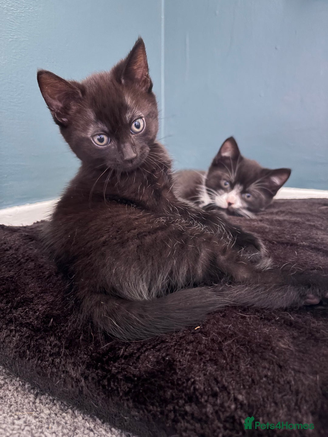 Russian Blue cats for sale: Part Ragdoll and Russian Blue Kittens for sale - Image 1