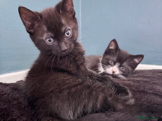 Russian Blue cats - Advert 17