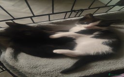 Ragdoll cats for sale: Ragdoll cross kittens  - Image 3