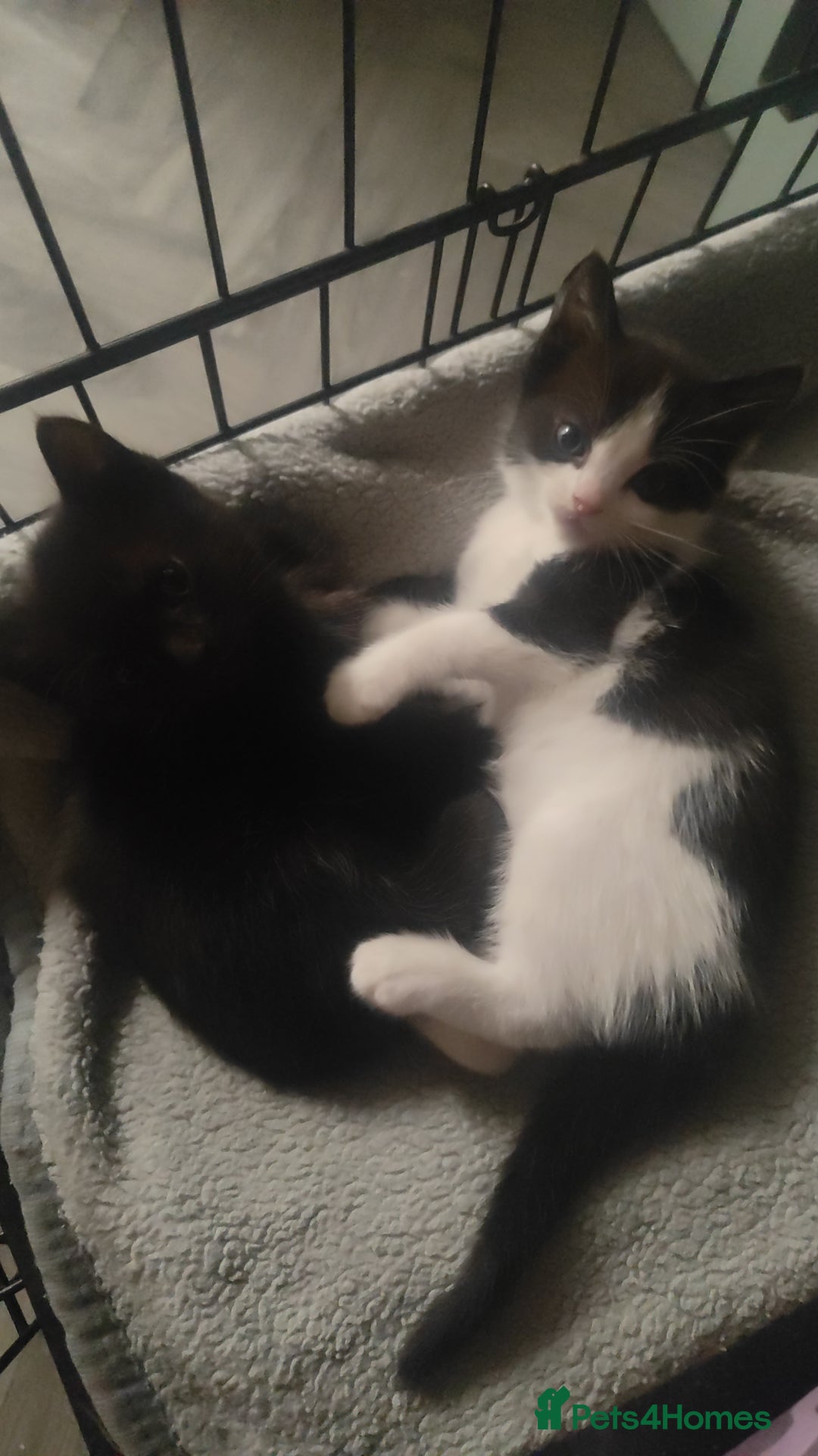 Ragdoll cats for sale: Ragdoll cross kittens  - Image 3