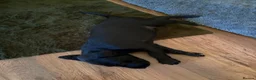 Whippet dogs for sale: Two male whippet puppies  - Advert 5