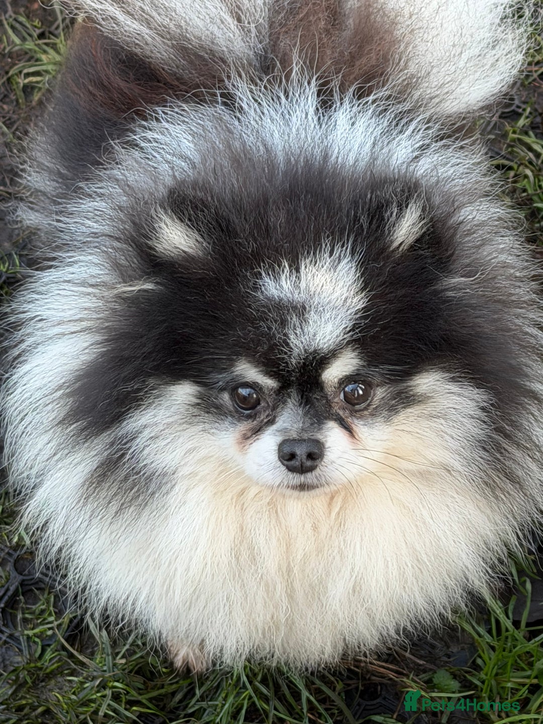 Pomeranian dogs for sale: Tiny pups are ready for new homes - Advert 13