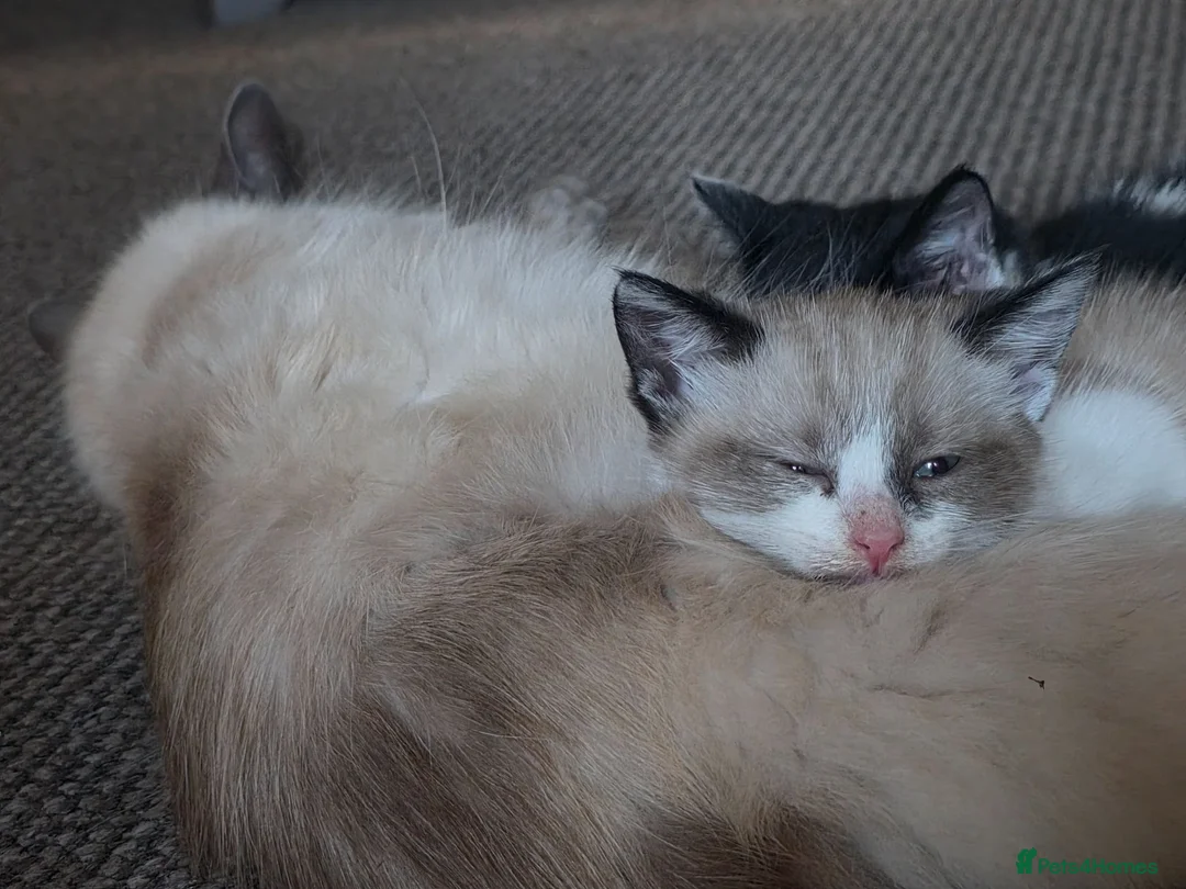 Ragdoll cats for sale: Mixed breed ragdolls.  - Advert 2