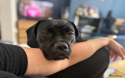 Mixed Breed dogs for sale: 🐾 Dog Looking for a New Home 🏡 - Image 3