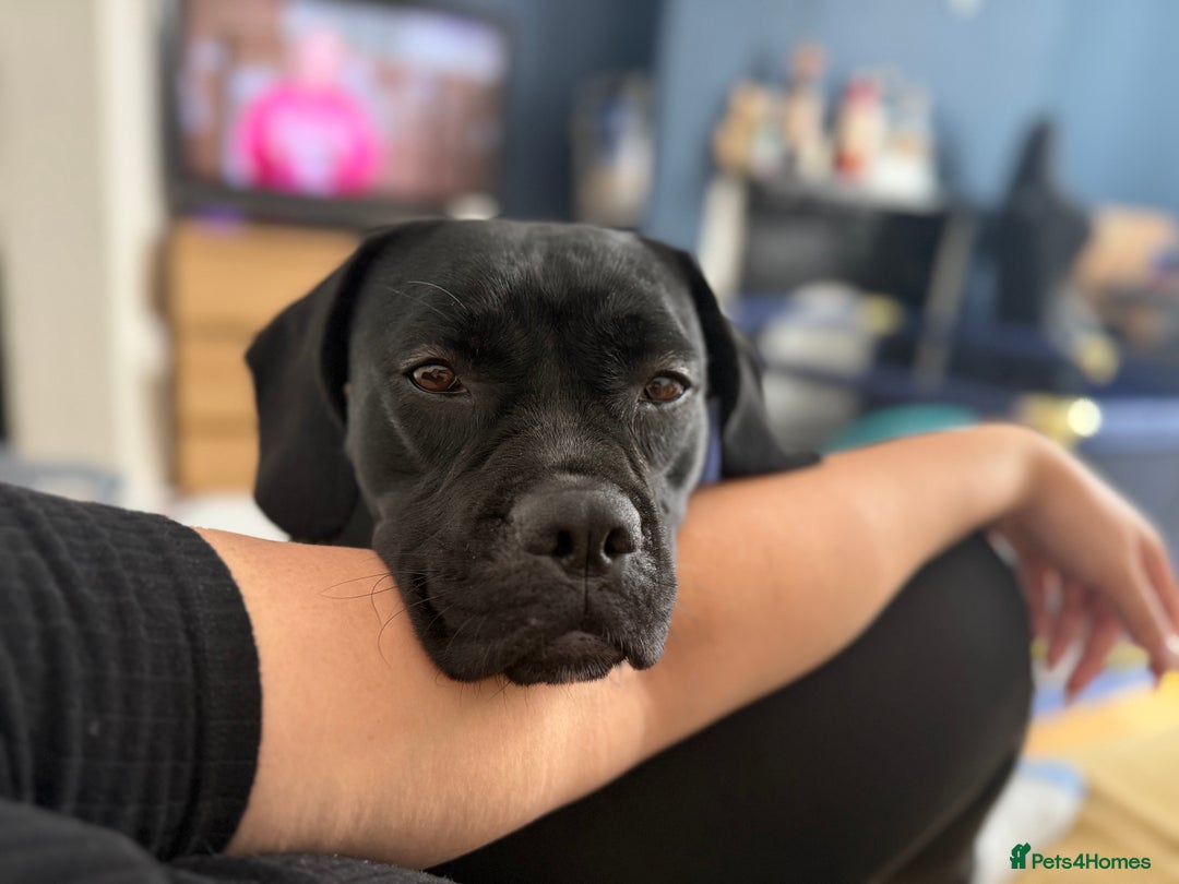 Mixed Breed dogs for sale: 🐾 Dog Looking for a New Home 🏡 - Image 3