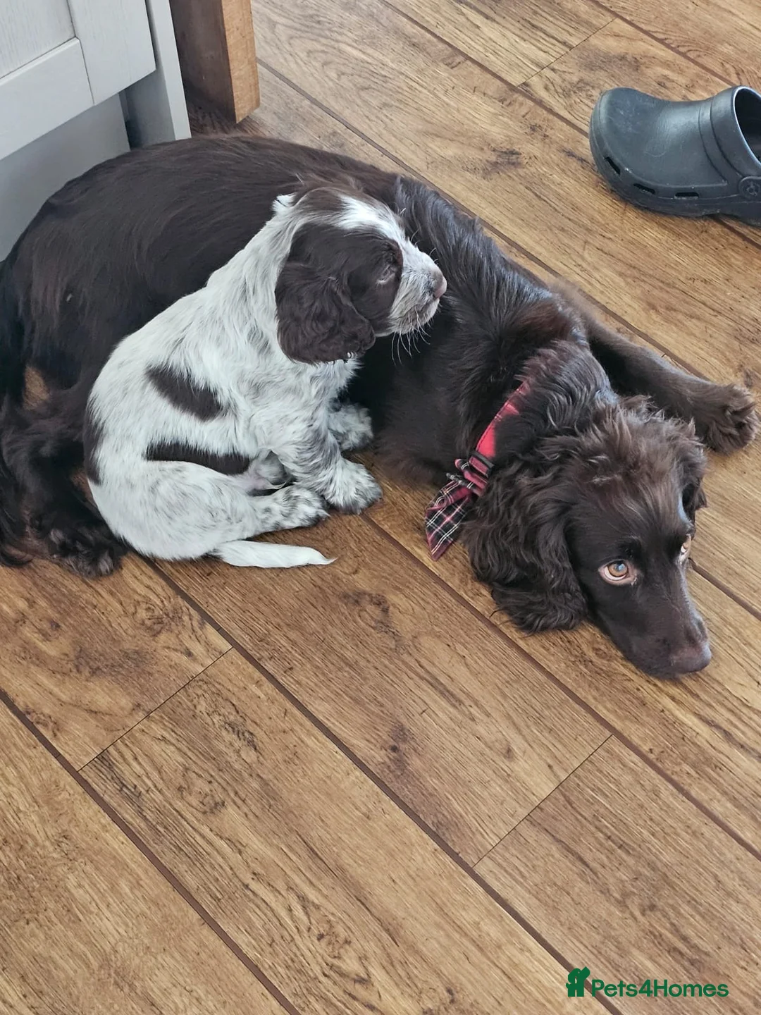 Cocker Spaniel dogs for sale: 2 cocker spaniel puppies for sale  in Prestatyn - Advert 1