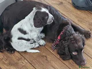 Cocker Spaniel dogs 2 cocker spaniel puppies for sale in Prestatyn - Advert 2