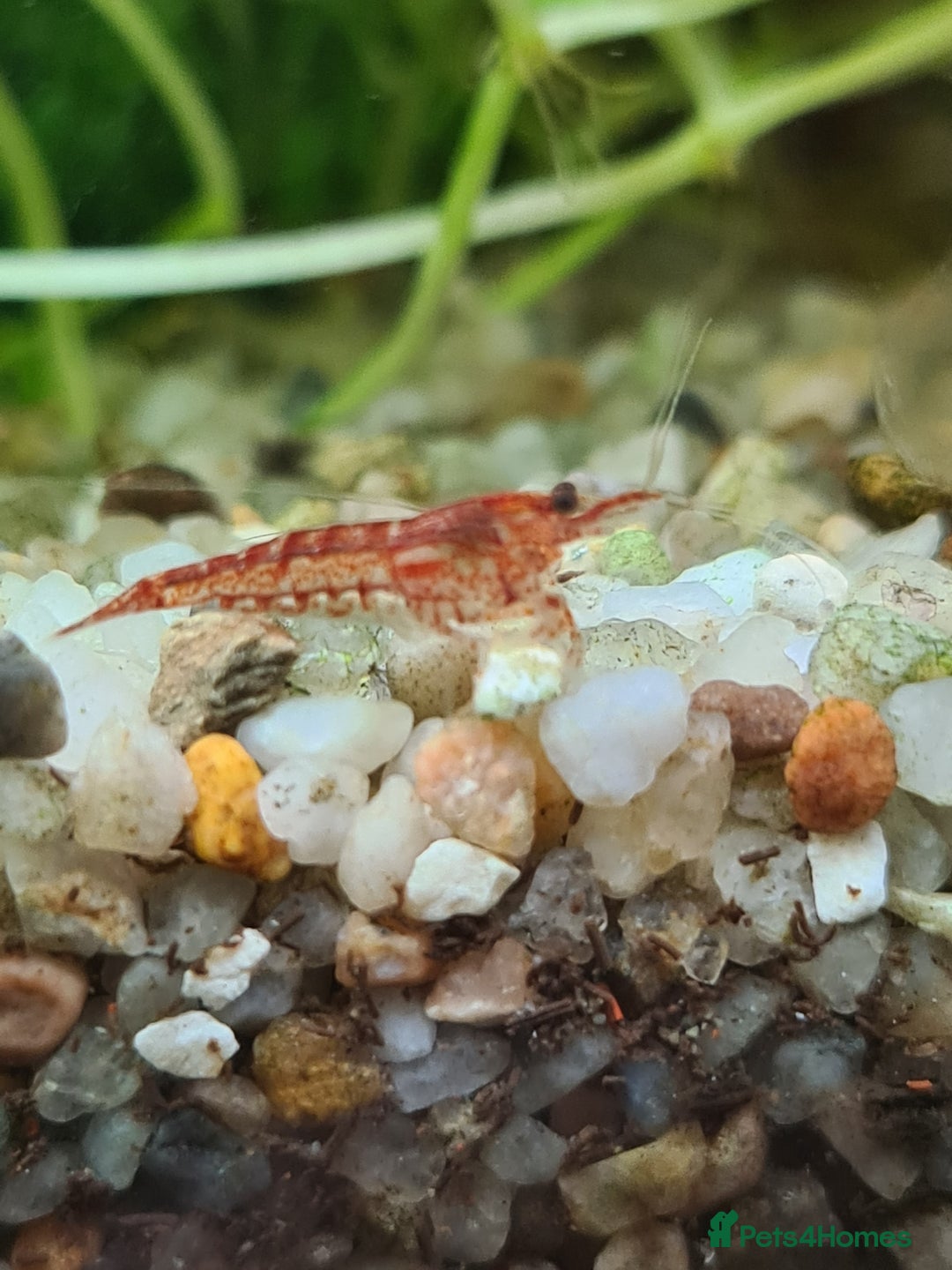 Shrimps fish for sale: 🔥RED, BLUE & YELLOW SHRIMP 🦐 + a free plant 🍃 - Image 8