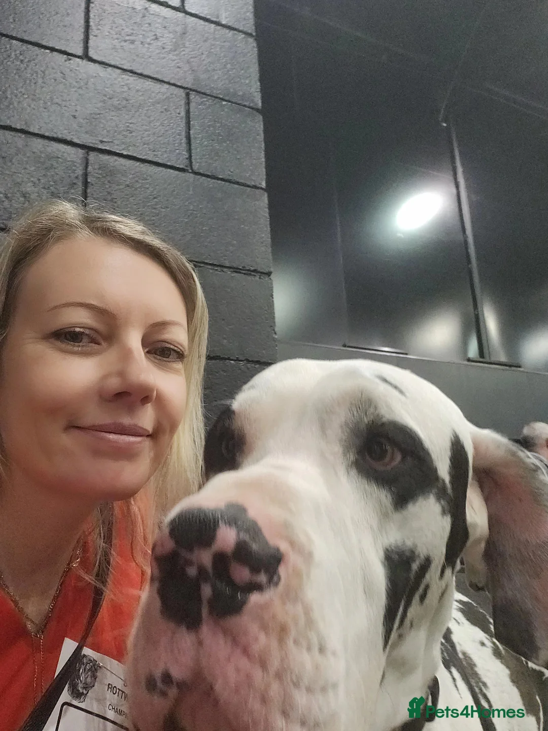 Great Dane dogs for stud: Great Dane for Stud in Bathgate - Advert 13