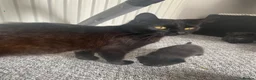 Mixed Breed cats for sale: Mum and 2 kittens  - Advert 6