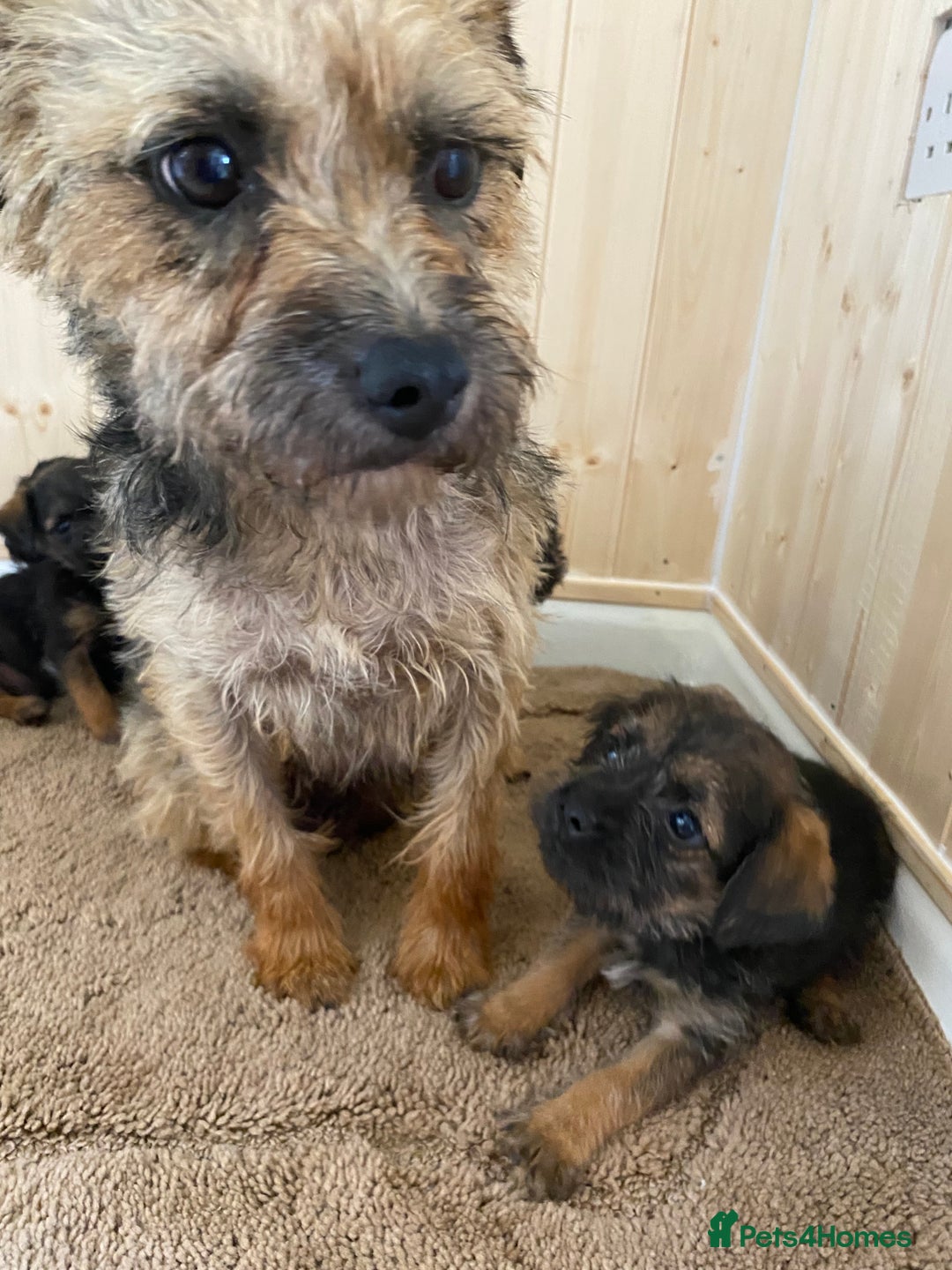 Border Terrier dogs for sale: Border terrier pups  - Image 12