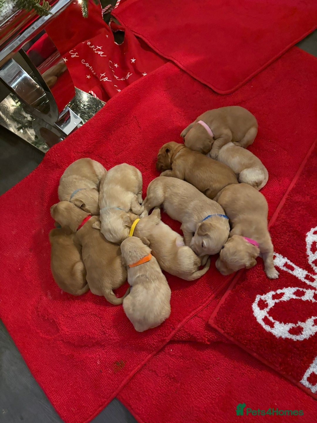 Golden Retriever dogs for sale: Adorable golden retriever puppies  - Advert 15