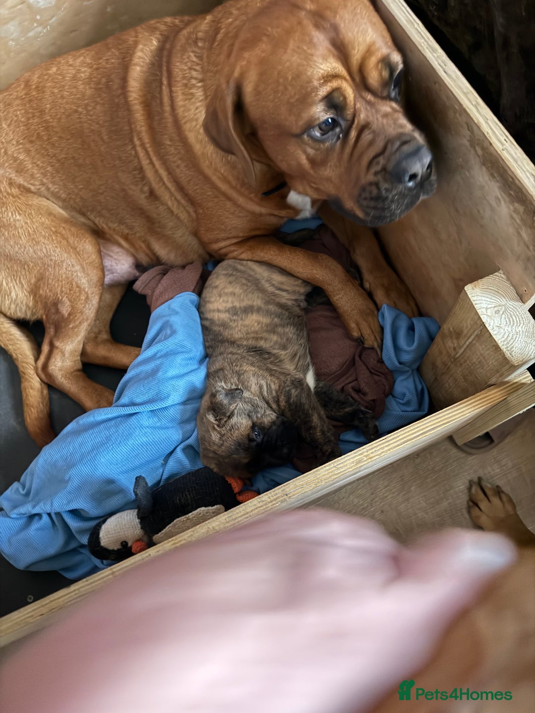 Mixed Breed dogs for sale: Mastiff cross puppy  - Advert 6