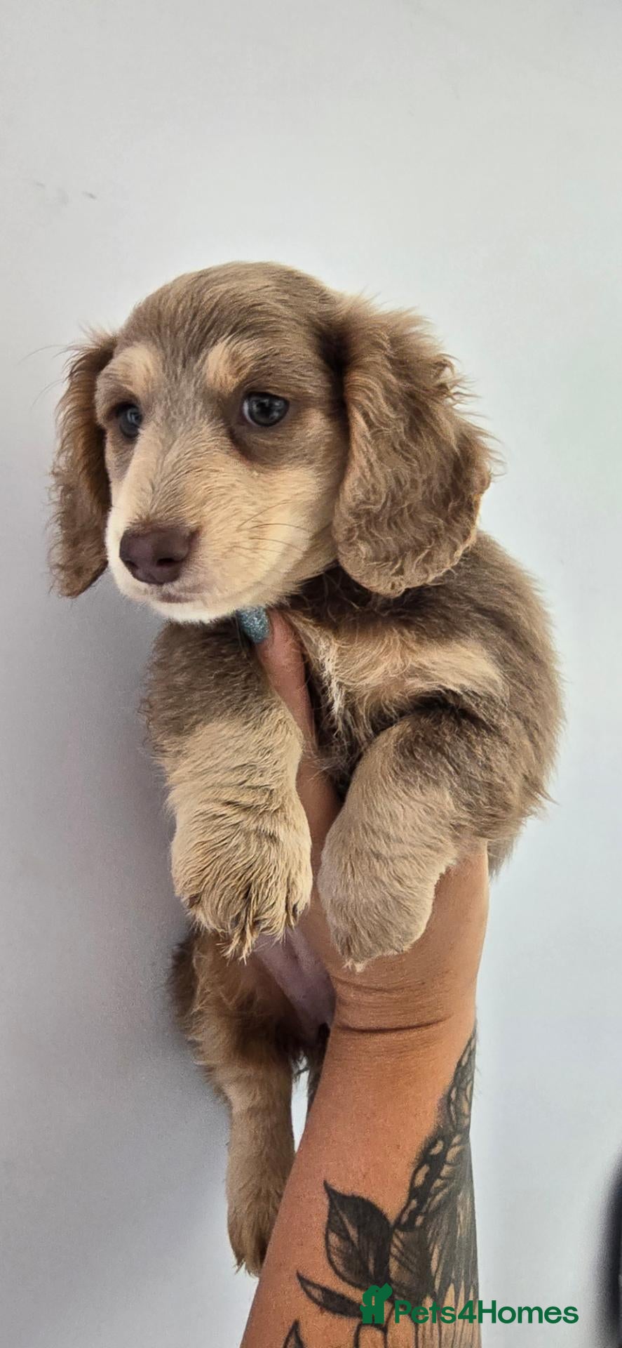 Miniature Dachshund dogs Long haired miniature dachshunds - Advert 14