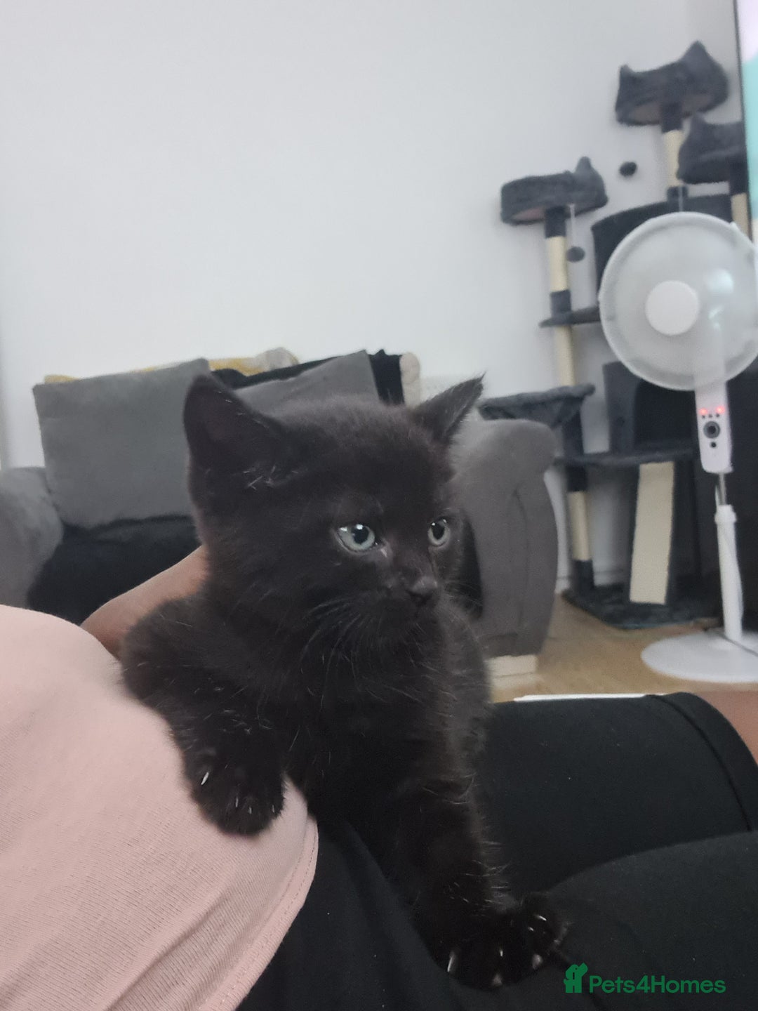 Domestic Shorthair cats for sale: 10 week old boy - Image 2