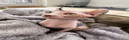 Sphynx cats for sale: Dolce the girl - Advert 3