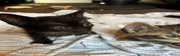 Mixed Breed cats for sale: 6 lovely kittens for adoption  - Advert 16