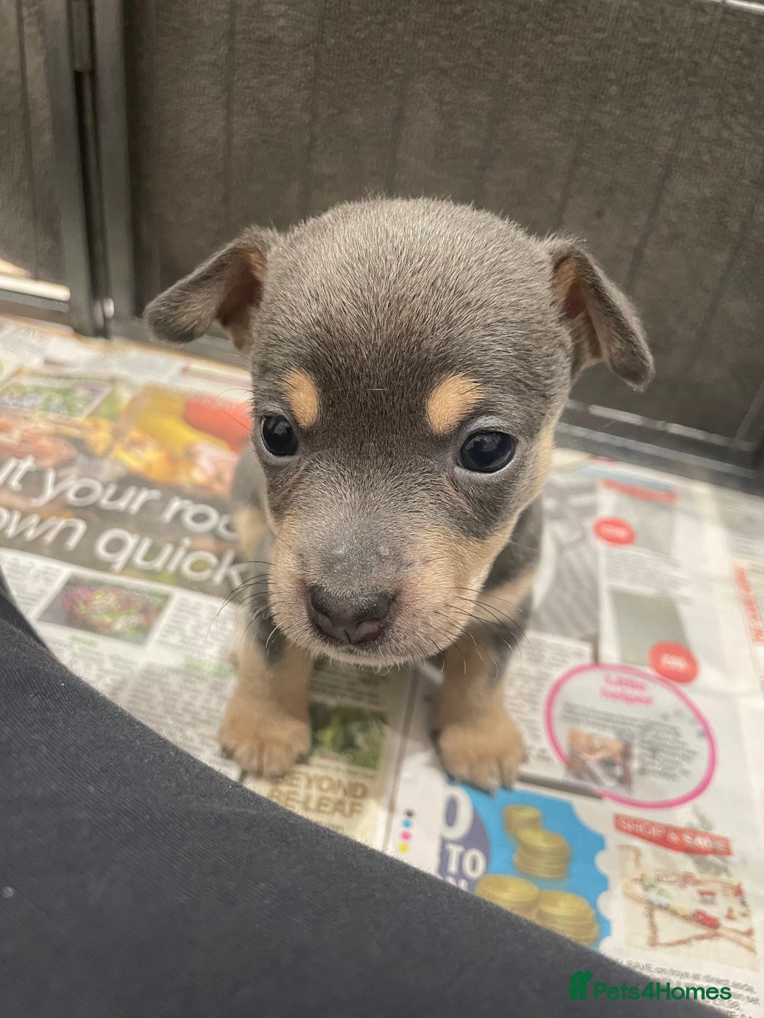 Jack Russell dogs for sale: Miniature Jack Russell Puppies  - Advert 3