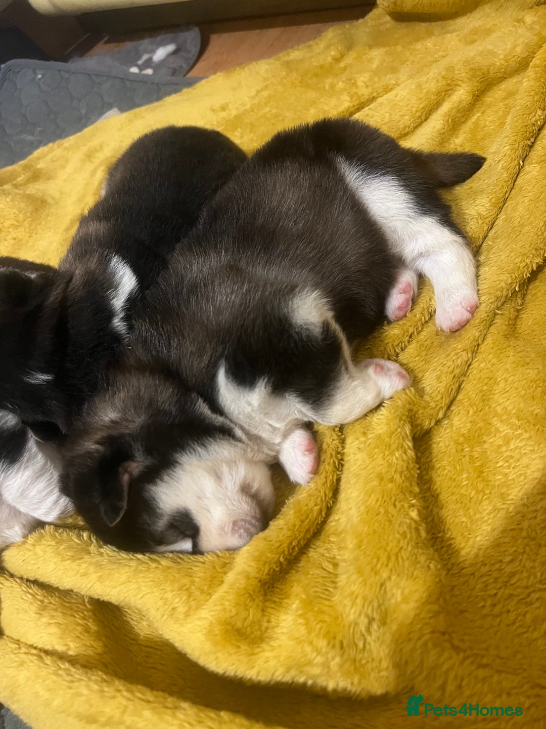 Pomsky dogs for sale: Stunning f2 pomsky babies  - Advert 10