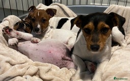 Jack Russell dogs for sale: 3 STUNNING JACK RUSSLE PUPPIES  - Image 8