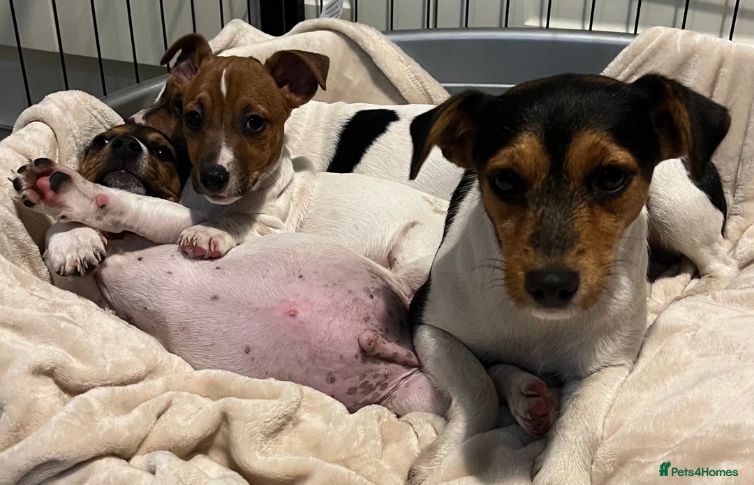 Jack Russell dogs for sale: 3 STUNNING JACK RUSSLE PUPPIES  - Image 8