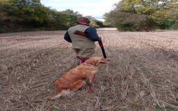Golden Retriever dogs for sale: Fox Red Golden Retriever Puppies for sale - Image 2
