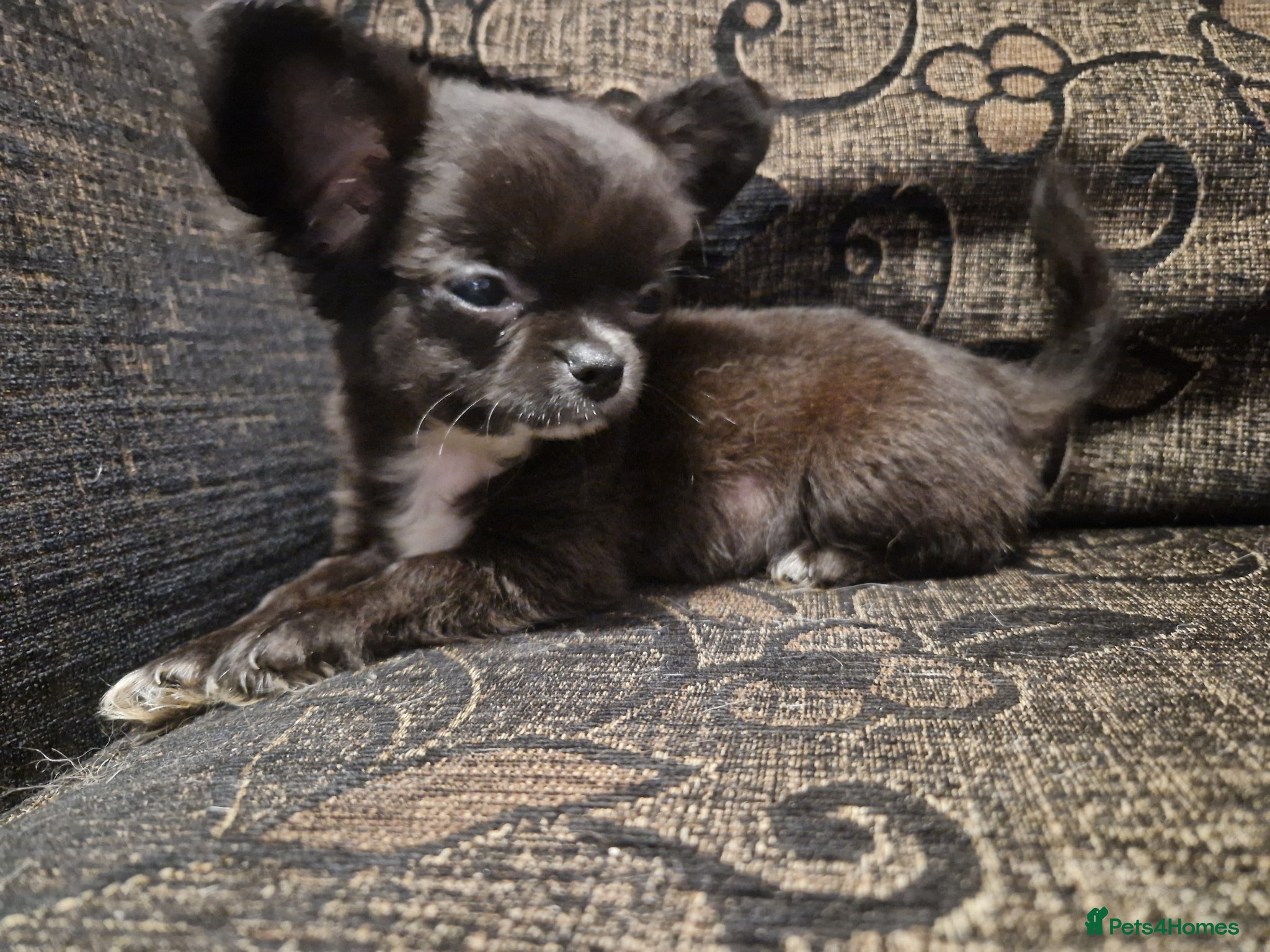 Chihuahua dogs Only 2 left dark brown/black chihuahuas  - Advert 2