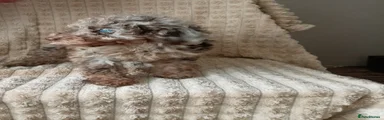 Miniature Poodle 5