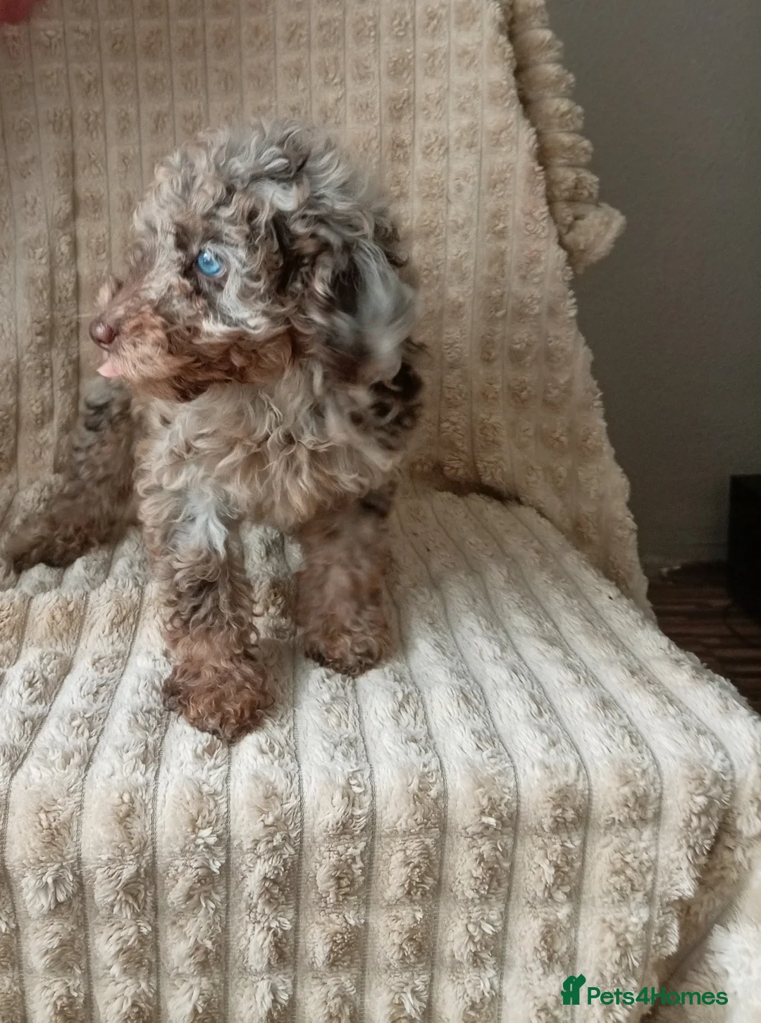 Miniature Poodle dogs for sale: Lovely mini poodles ready to go now  - Advert 2