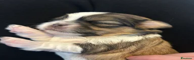 Shih Tzu 3