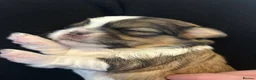 Shih Tzu dogs for sale: Shih Tzu puppies  - Advert 3