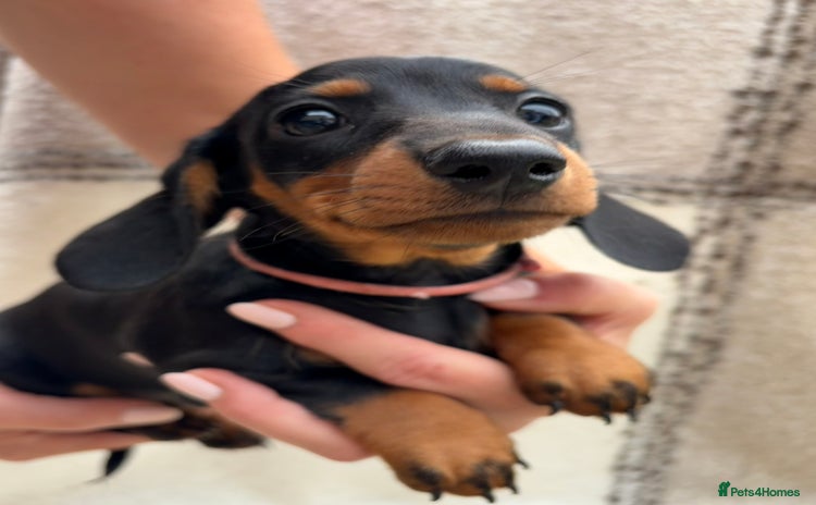 Miniature Dachshund dogs - Advert 2
