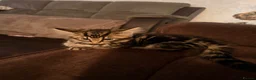 British Longhair cats for sale: British short hair - Advert 2