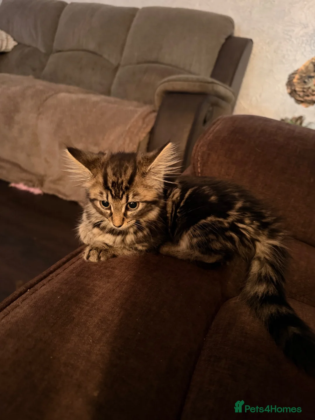 British Longhair cats for sale: British short hair - Advert 2