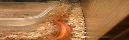 Corn Snake reptiles for sale: Two corn snakes - Advert 4