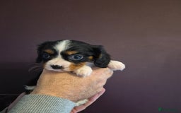 Cavalier King Charles Spaniel dogs for sale: ⭐️⭐️⭐️⭐️⭐️ cavalier king charles puppies - Image 2