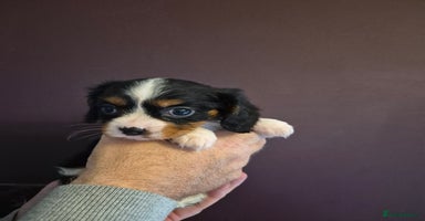 Cavalier King Charles Spaniel dogs - Advert 2