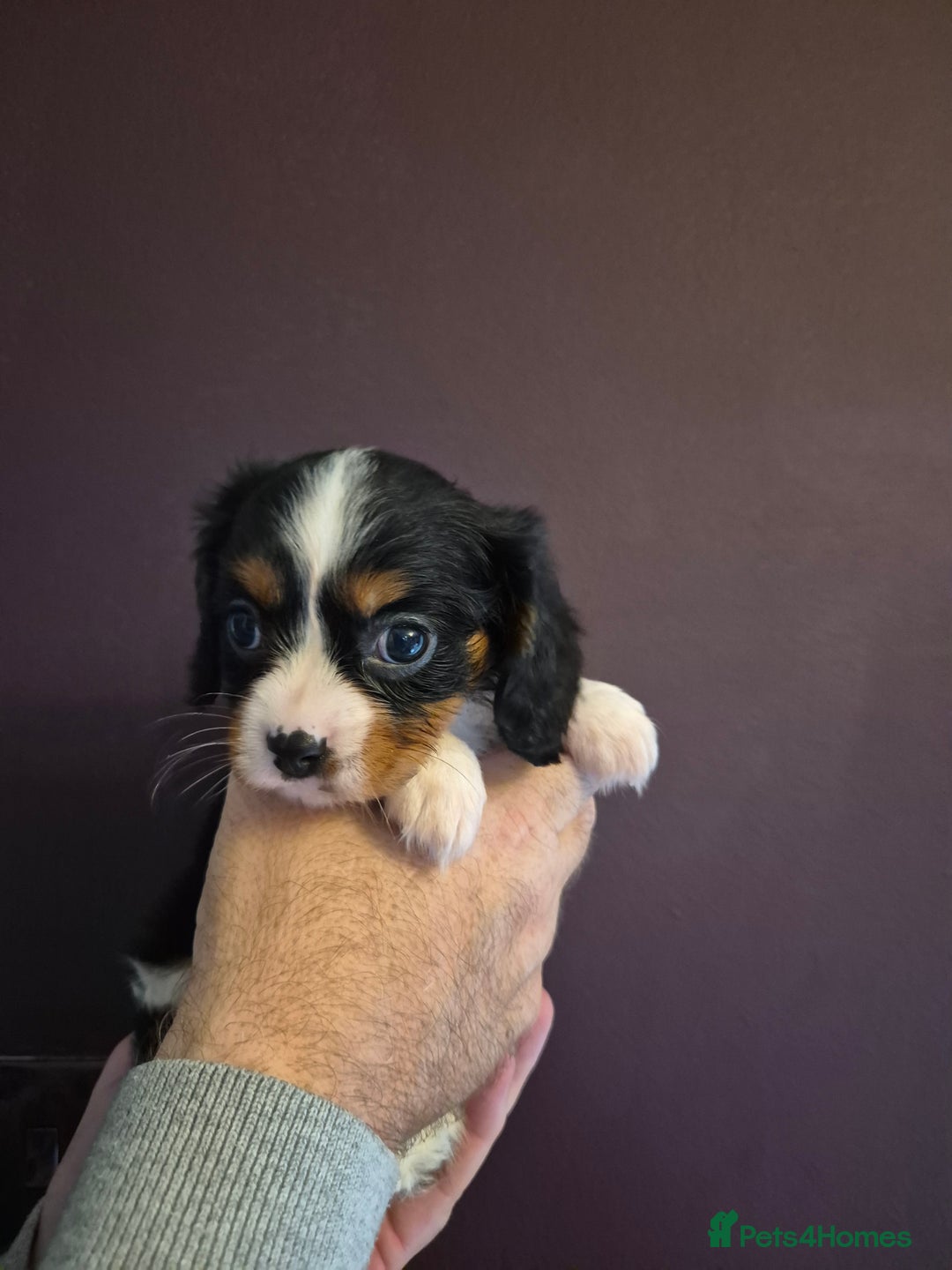 Cavalier King Charles Spaniel dogs for sale: ⭐️⭐️⭐️⭐️⭐️ cavalier king charles puppies - Image 2