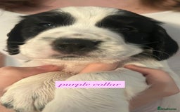 Sprocker dogs for sale: Sprocker puppies. Ready to leave 10th October.  - Image 9