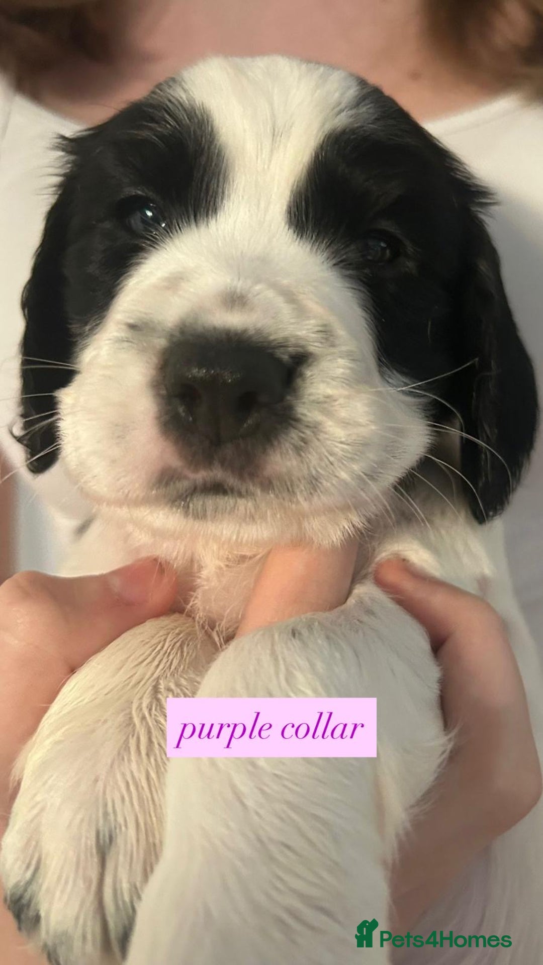 Sprocker dogs for sale: Sprocker puppies. Ready to leave 10th October.  - Image 9