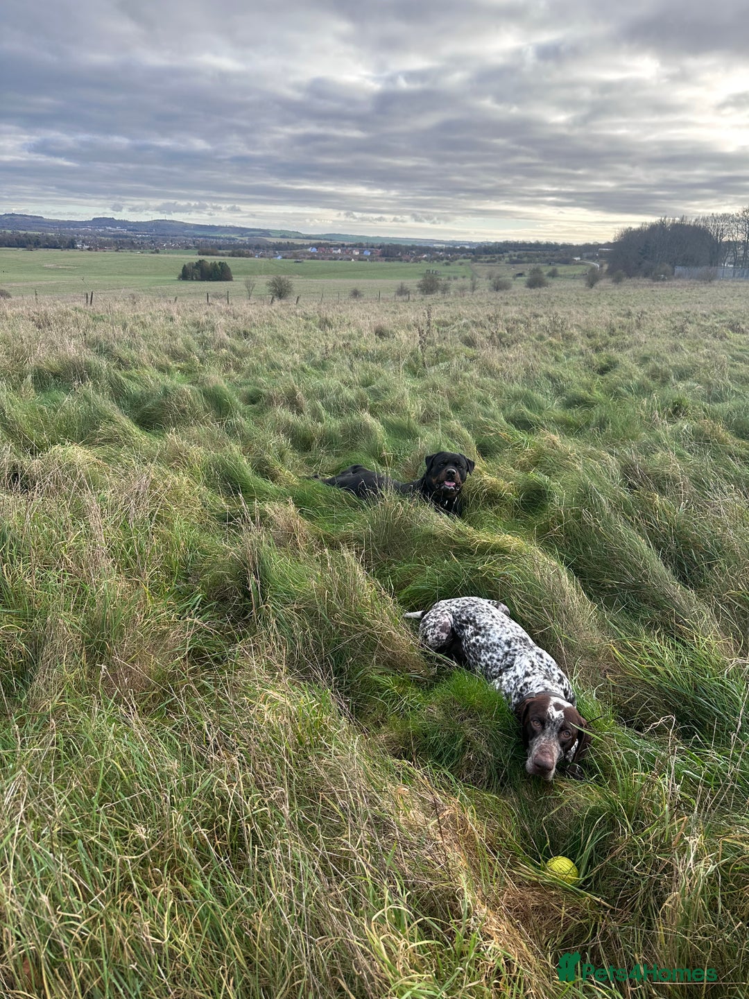 German Shorthaired Pointer dogs for sale: Kash German Shorthaired Pointer  - Image 6