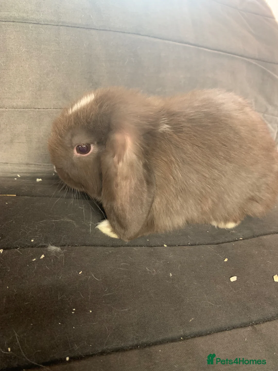 Mini Lop rabbits for sale: Mini lops  - Advert 2