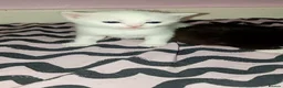 Mixed Breed cats for sale: 3 cute kittens looking for their forever homes - Advert 2
