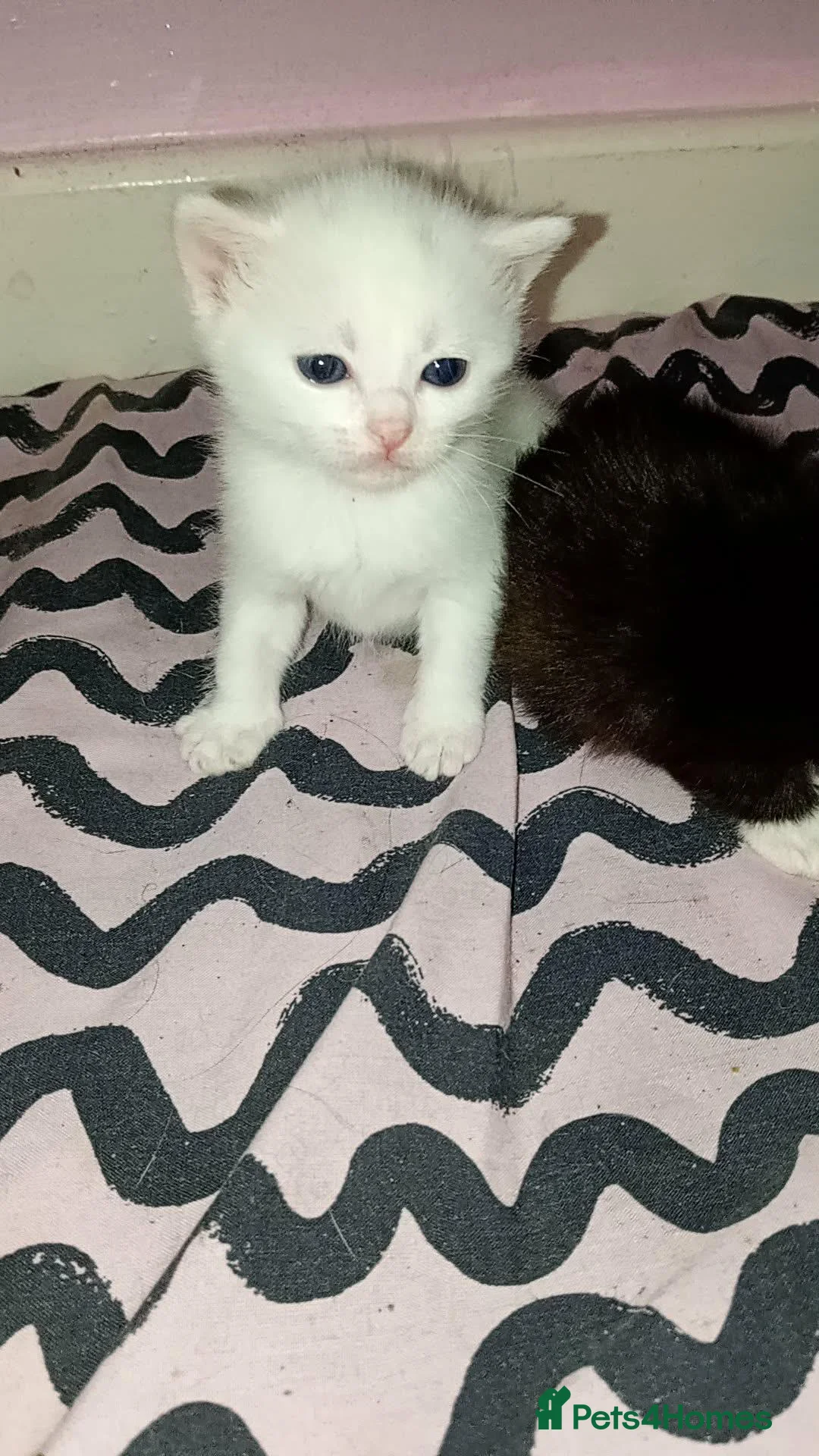 Mixed Breed cats for sale: 3 cute kittens looking for their forever homes - Advert 2