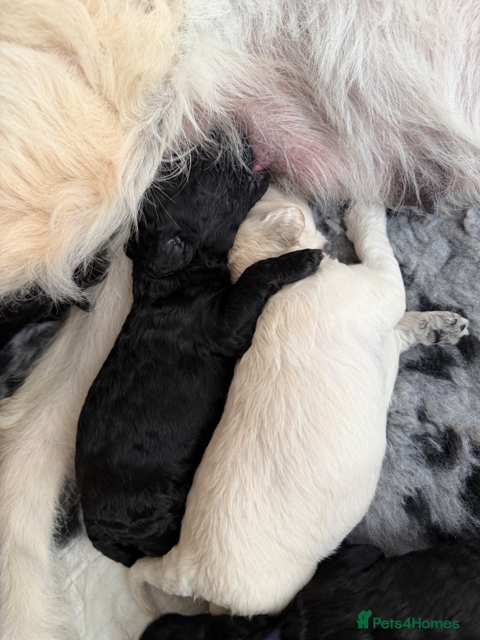 Mini Goldendoodle dogs F1b Mini Goldendoodle Puppies. Ready to Reserve 🤍 - Advert 2