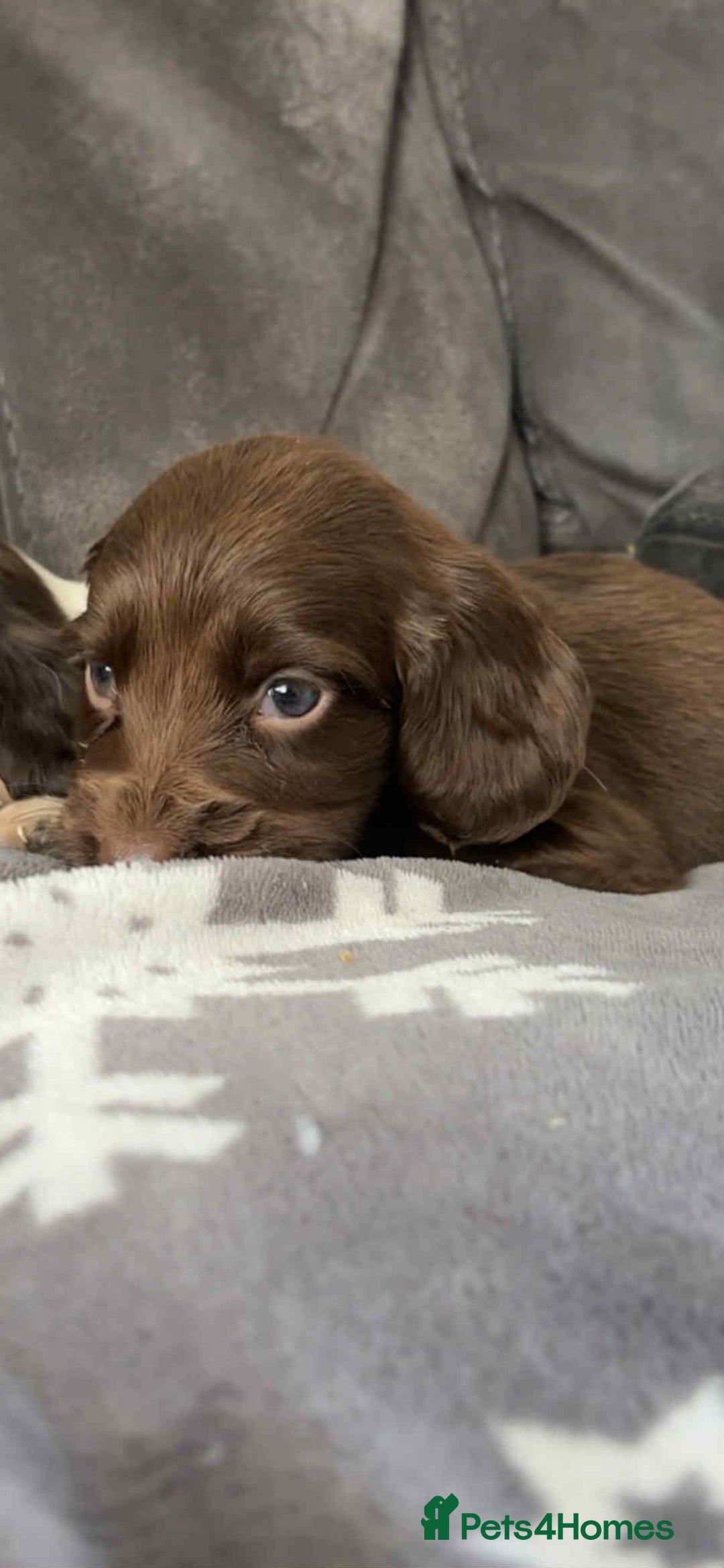 Cocker Spaniel dogs for sale: Cocker Spaniel Puppy’s  - Image 15