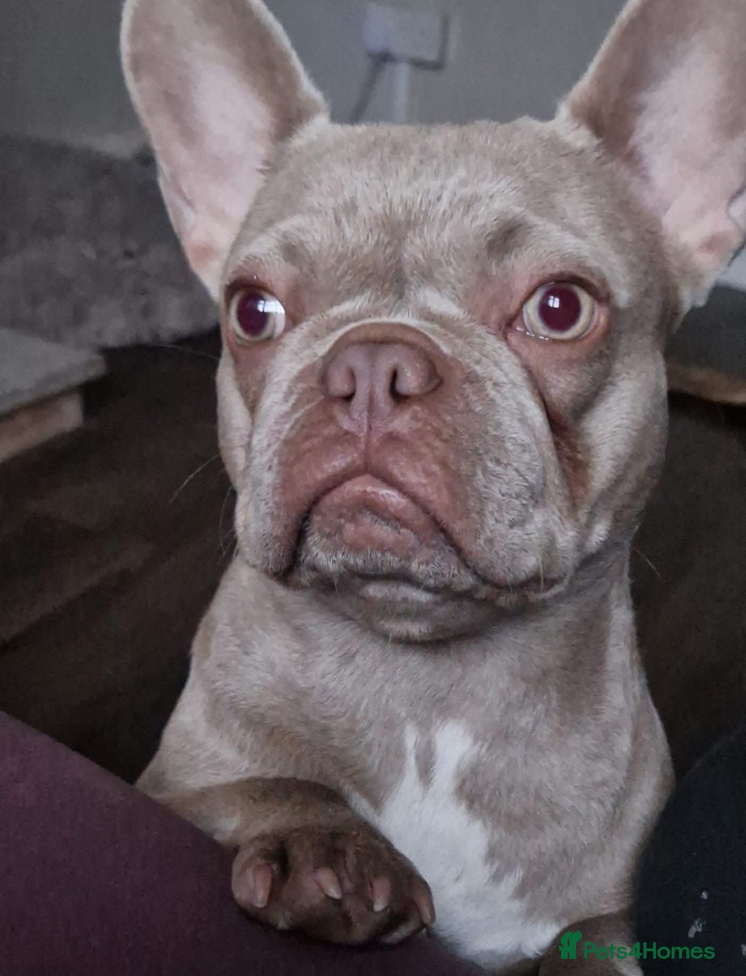 French Bulldog dogs for sale: Prada tiny Kc female new shade Isabella  - Image 10