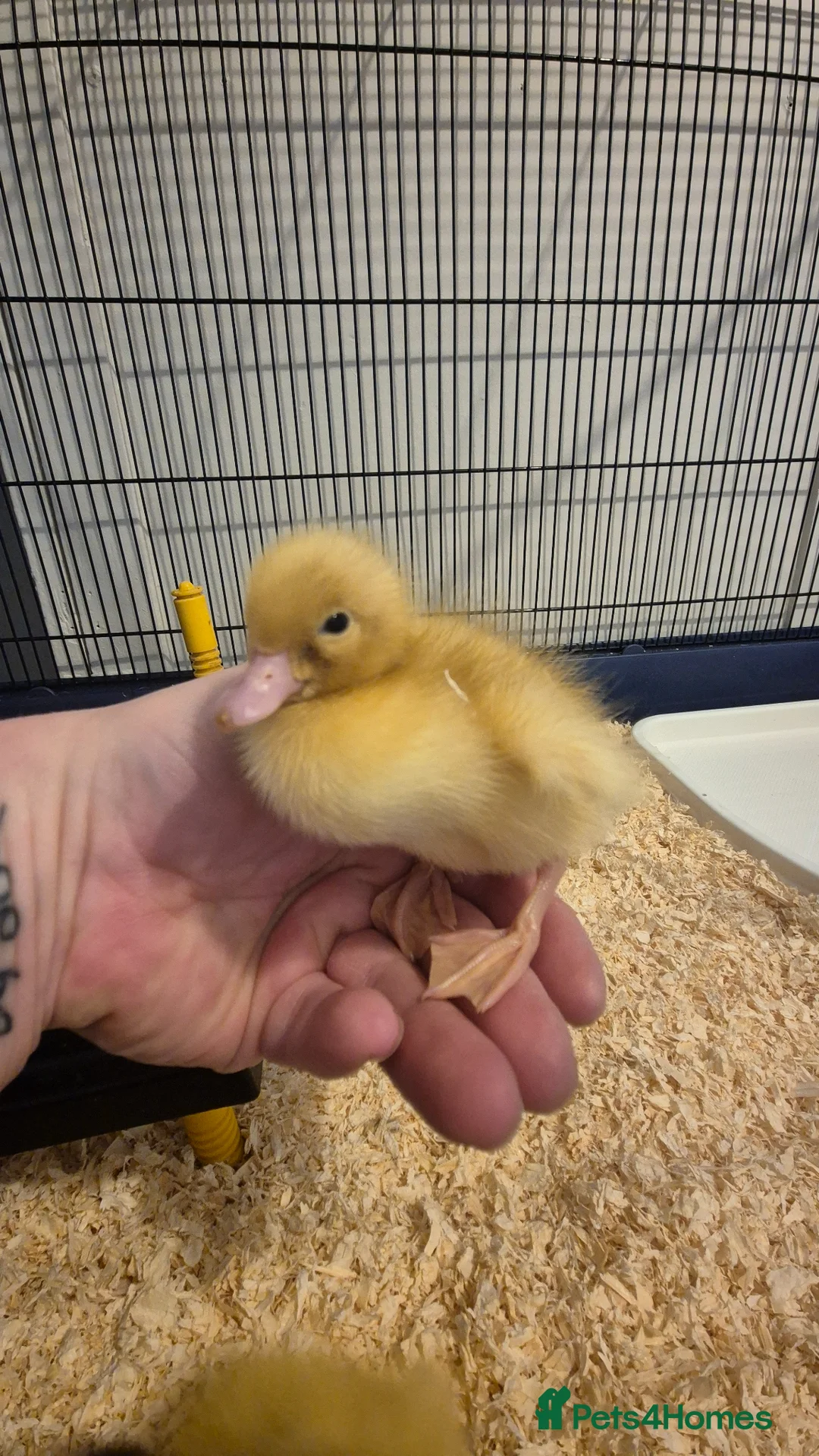 Ducks poultry for sale: 7 mixed Ducklings. Hatched on Easter day - Advert 2